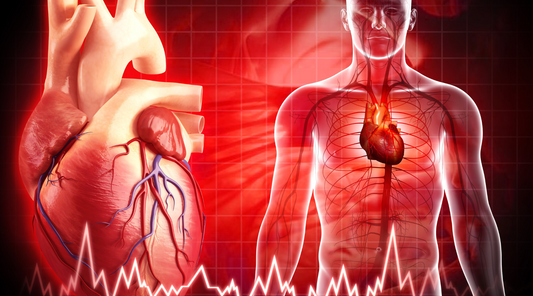 Human heart
