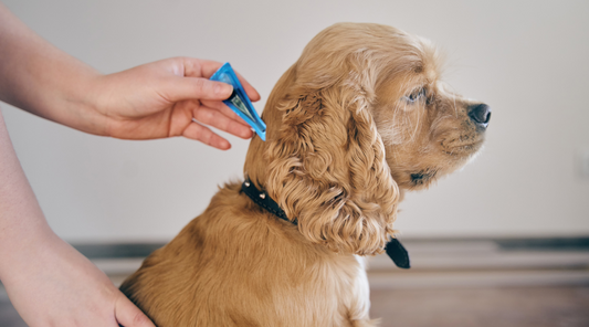 The dog is dripped on the withers with a parasite remedy